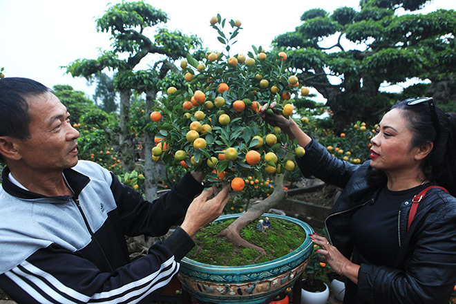 Đẹp mê hồn, quất tiểu cảnh cây đa giếng nước sân đình - 9