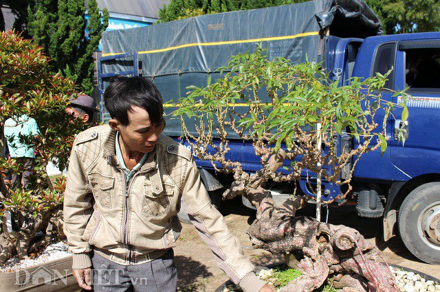 Lạ mắt bonsai &#34;Lão mì&#34; 25 năm tuổi - 1