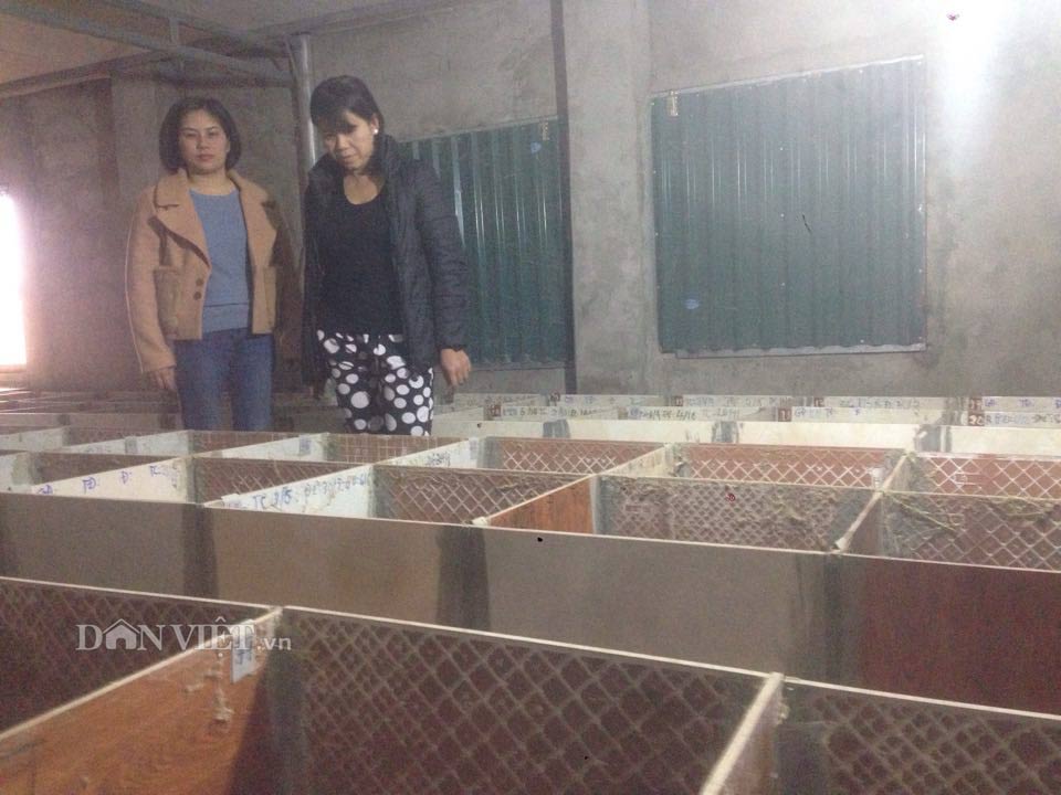 Làm giàu ở nông thôn: Phận má hồng cao tay "chỉ huy" 1.000 con dúi - 1