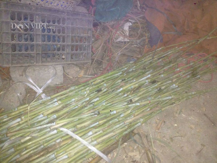 Làm giàu ở nông thôn: Phận má hồng cao tay "chỉ huy" 1.000 con dúi - 3