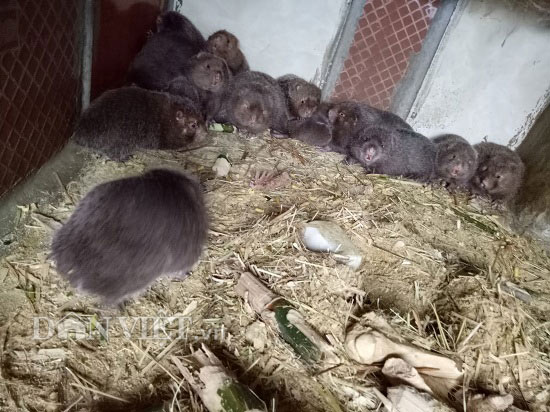 Làm giàu ở nông thôn: Phận má hồng cao tay "chỉ huy" 1.000 con dúi - 4