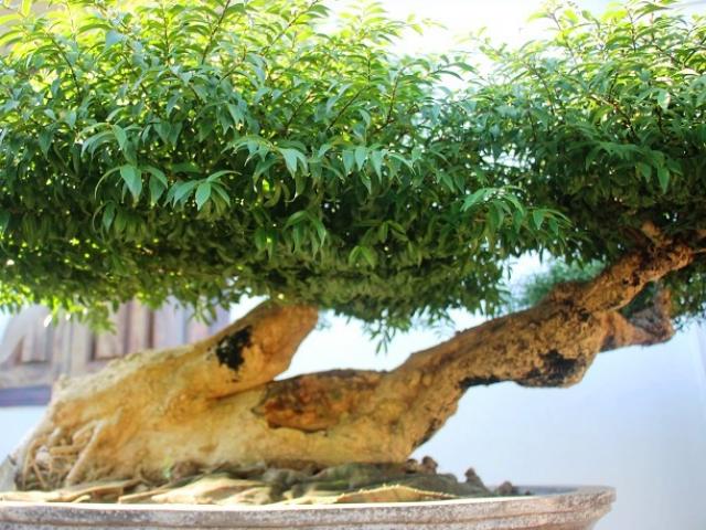 Thị trường - Tiêu dùng - "Siêu phẩm" mai chiếu thủy mang tài lộc cho đại gia trên đất võ