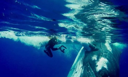 Lý do cá voi 23 tấn dùng vây che chở, cứu nữ thợ lặn khỏi cá mập - 1