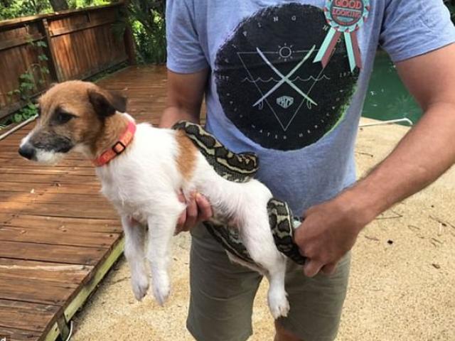 Thế giới - Úc: Trăn đang ăn thịt chó, bị người lao tới “xử”