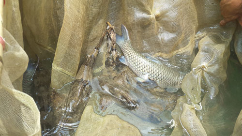 Cá lồng đặc sản sông Đà, xuân nào bán cũng chạy - 1