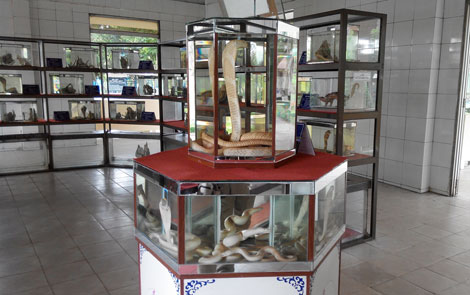 “Vương quốc” rắn bên sông Tiền - 2