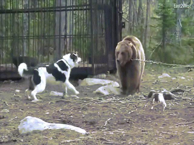 Thế giới - Bên trong trại huấn luyện chó săn đẫm máu ở Nga