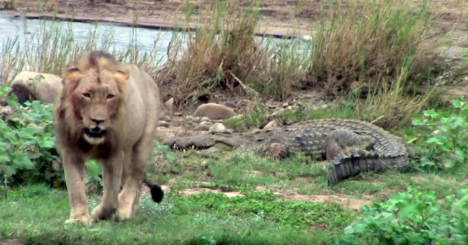 Video: Sư tử vả vào mặt cá sấu khổng lồ vì dám tranh ăn - 1