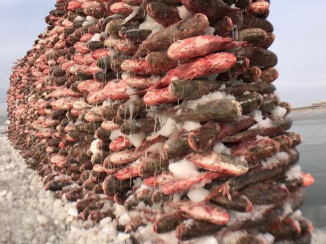 Du lịch - Du khách đổ xô chiêm ngưỡng bức tường cá lạ lùng giữa hồ băng