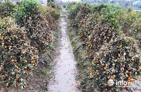 Thanh Hóa: Xót xa nhìn hàng trăm cây quất cảnh chết dần khi bị kẻ gian phá hoại - 1