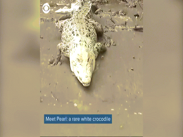 Cá sấu da "trắng nõn" bị chính đồng loại của mình ghét bỏ