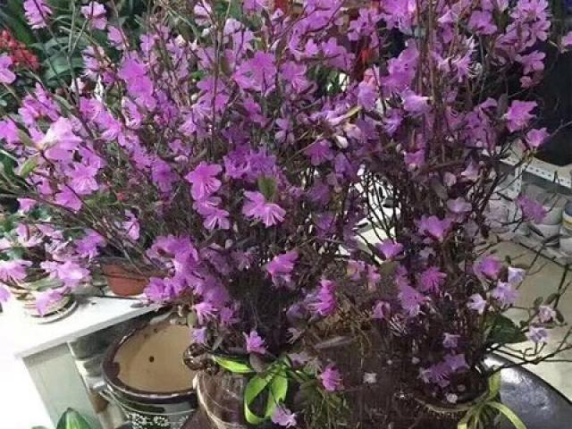 Thị trường - Tiêu dùng - Xuất hiện loài hoa mới "đỗ quyên ngủ đông" khiến chợ hoa Tết "lên cơn sốt"