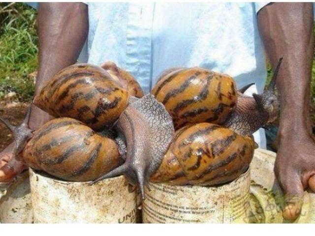 Ẩm thực - Phát hoảng với những “mỹ vị" kinh dị ở châu Phi