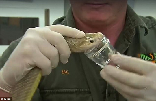 Cận cảnh rắn Taipan có nọc độc cắn một nhát chết 100 người - 2