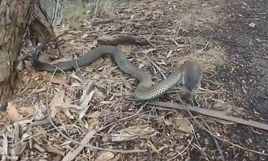 Cận cảnh rắn Taipan có nọc độc cắn một nhát chết 100 người - 3