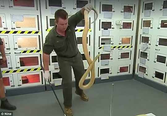 Cận cảnh rắn Taipan có nọc độc cắn một nhát chết 100 người - 4