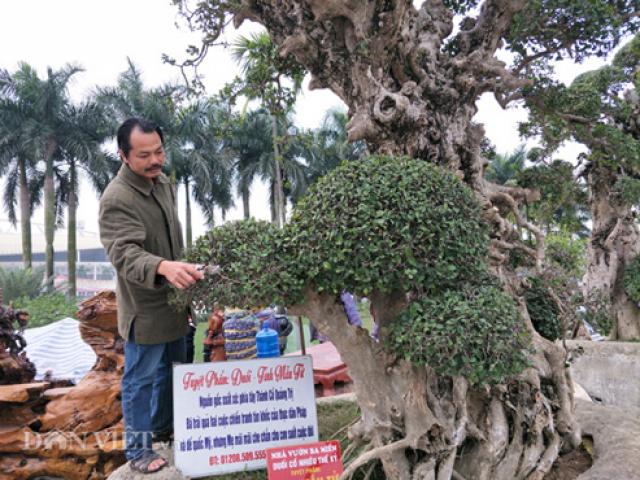 'Tuyệt phẩm' duối cổ nghìn năm được trả giá 20 tỷ đồng mà chưa bán