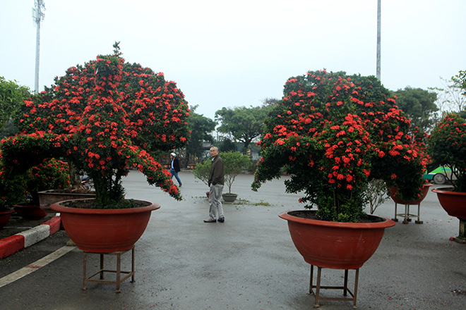 Chiêm ngưỡng 2 cặp kiểng “khủng” hình linh vật vừa về đến Hà Nội - 9