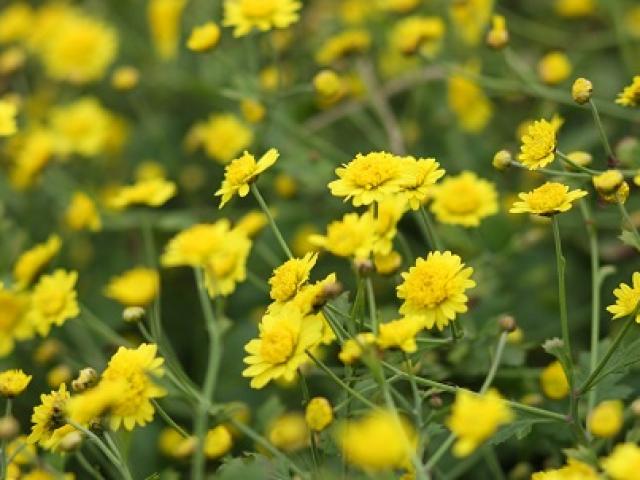 Sức khỏe đời sống - Chữa tăng huyết áp bằng hoa