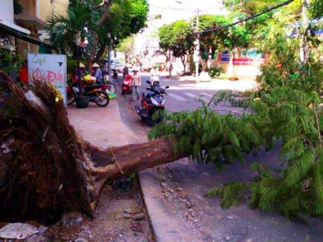 Tin tức trong ngày - Cây ngã bật gốc do thi công vỉa hè ở Sài Gòn