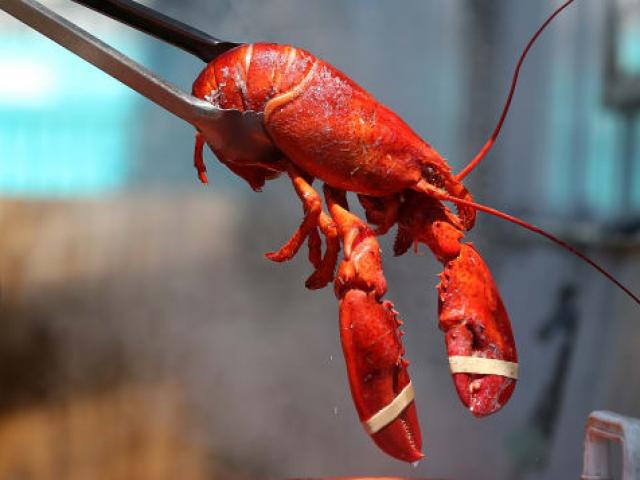 Thế giới - Quốc gia cấm dân làm tôm hùm đau đớn khi luộc trong nước sôi