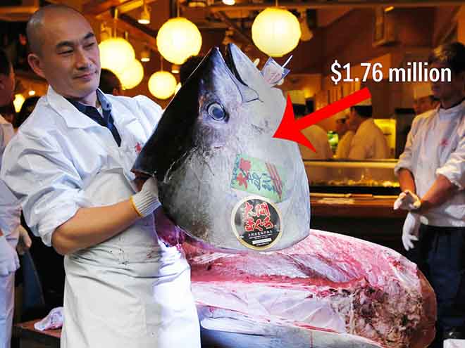 Bên trong chợ cá tươi ngon nhất thế giới, bán lên tới triệu USD/con - 1