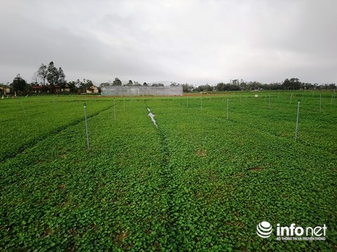 Chỉ trồng rau má mà cả làng này khấm khá - 1