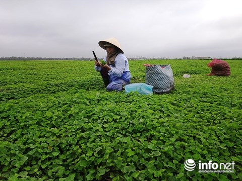 Chỉ trồng rau má mà cả làng này khấm khá - 2