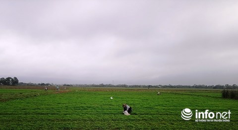 Chỉ trồng rau má mà cả làng này khấm khá - 3