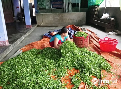 Chỉ trồng rau má mà cả làng này khấm khá - 4