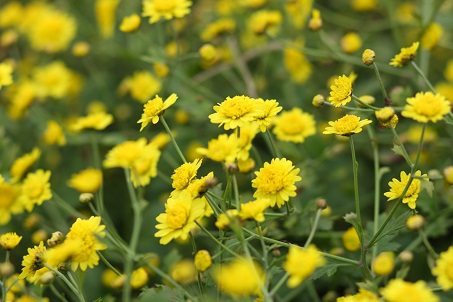 Chữa tăng huyết áp bằng hoa - 1