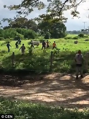 Venezuela: Người dân ném chết gia súc để lấy cái ăn - 1
