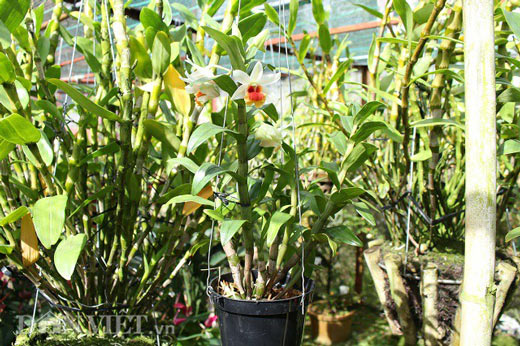 "Lạc" vào vườn phong lan đặc hữu độc, lạ của lão nông Đà Lạt - 3