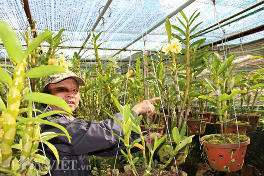 "Lạc" vào vườn phong lan đặc hữu độc, lạ của lão nông Đà Lạt - 6
