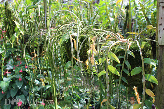 "Lạc" vào vườn phong lan đặc hữu độc, lạ của lão nông Đà Lạt - 7