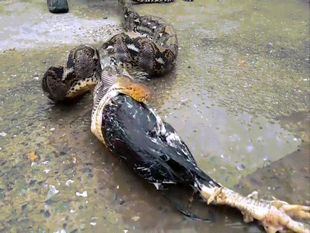 Thế giới - Trăn khổng lồ vặn mình, gà chọi từ trong bụng "chui" ra