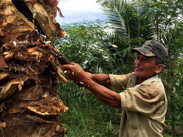Thị trường - Tiêu dùng - Xót xa cảnh nông dân đốn dừa chặn “đặc sản” - con đuông phá vườn