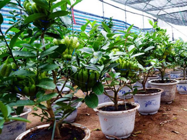 Thị trường - Tiêu dùng - Phật thủ bonsai giá bạc triệu có nguy cơ "cháy hàng" trước Tết