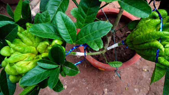 Phật thủ bonsai giá bạc triệu có nguy cơ &#34;cháy hàng&#34; trước Tết - 3