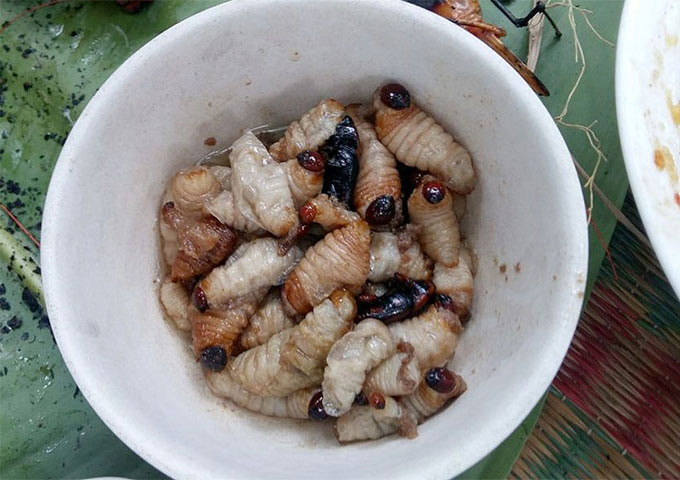Xót xa cảnh nông dân đốn dừa chặn “đặc sản” - con đuông phá vườn - 11