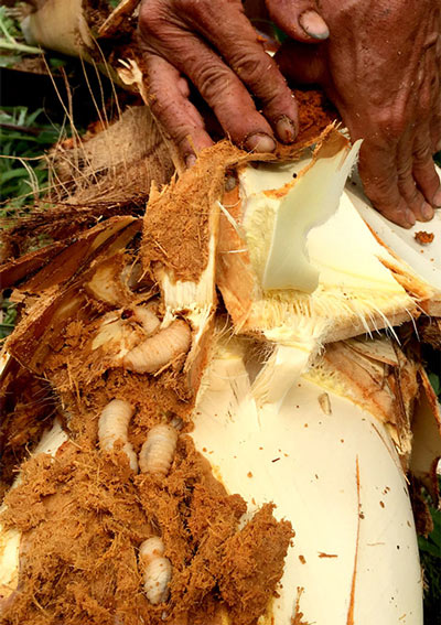 Xót xa cảnh nông dân đốn dừa chặn “đặc sản” - con đuông phá vườn - 8