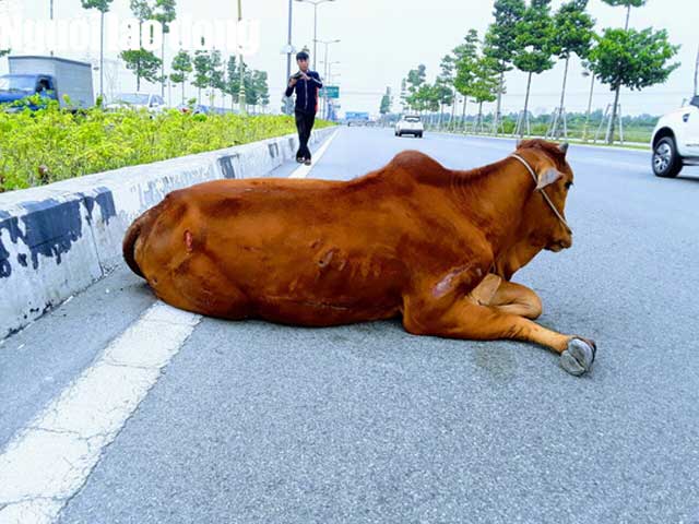 Tin tức trong ngày - Vụ con bò "biến mất" tại trụ sở công an: Đã bán hay tiêu hủy?