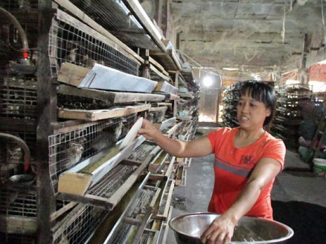 Thị trường - Tiêu dùng - Làm giàu ở nông thôn: Nuôi chim cút, "đút túi" 2 triệu đồng/ngày