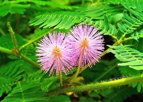 6 cây thuốc nam hỗ trợ điều trị mất ngủ cực tốt hiện nay - 3