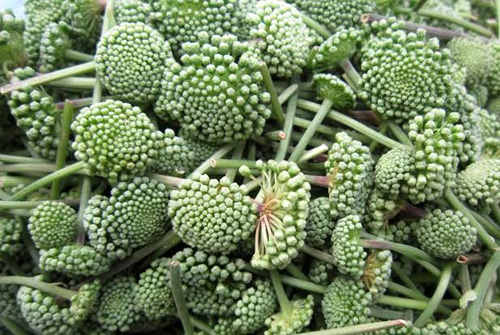 6 cây thuốc nam hỗ trợ điều trị mất ngủ cực tốt hiện nay - 4