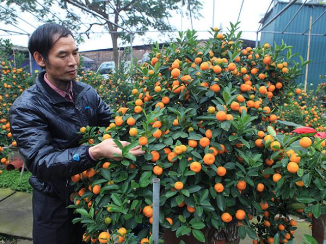 Thị trường - Tiêu dùng - Bỏ 50 triệu thuê quất cảnh "kim long bạch mã" về chơi Tết mà vẫn bị từ chối