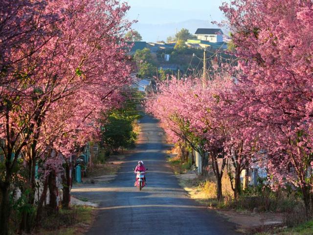 Du lịch - Đà Lạt đẹp thơ mộng giữa mùa mai anh đào