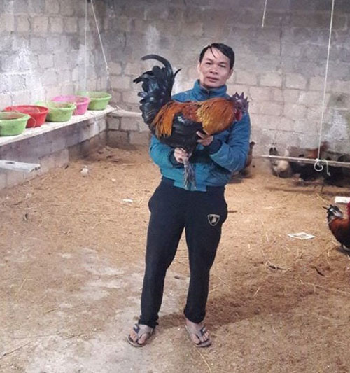 Nuôi con gì bán Tết: Nuôi con xương đen, dịp Tết &#34;cháy hàng&#34; - 3