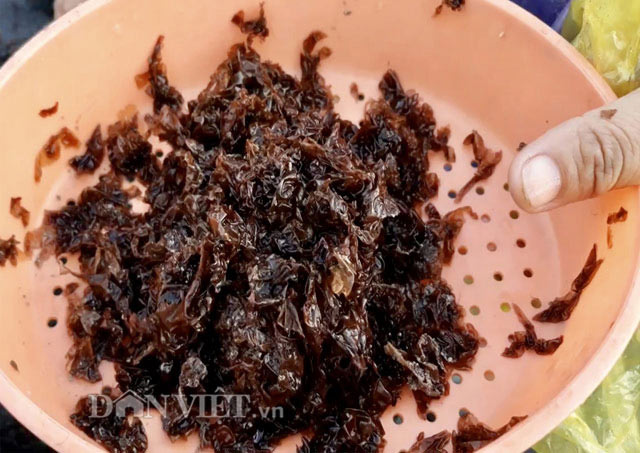 Rét căm căm, dân vẫn đội sóng hái rau đặc sản chỉ mọc vào mùa đông - 6