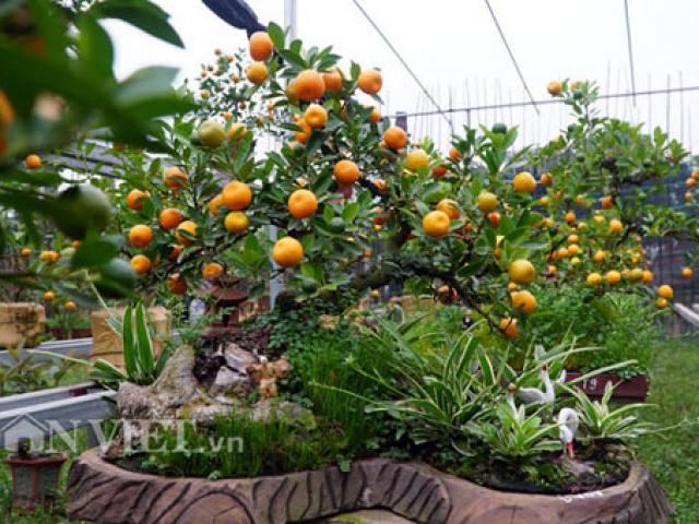 Thị trường - Tiêu dùng - Mê mẩn vườn quất cần thăng sắp "cháy hàng" trước Tết ở Hà Nội